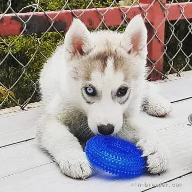 ID:2004-00953の子犬