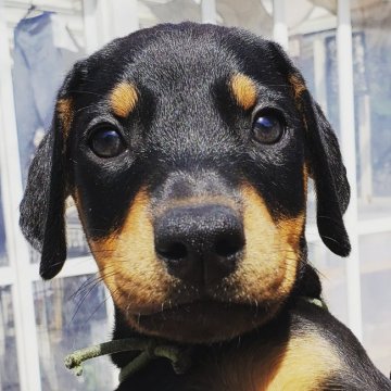 ドーベルマン【茨城県・男の子・2019年2月6日・ブラック&タン】の写真「骨太のイケメン君です。」