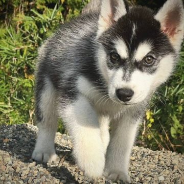シベリアンハスキー【茨城県・男の子・2023年8月31日・ブラックホワイト】の写真「かっこいい元気な子犬です。」