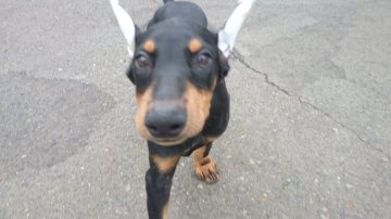 ドーベルマン【茨城県・女の子・2017年5月1日・ブラック&タン】の写真「父親はJKCチャンピオンです。」