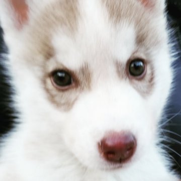 シベリアンハスキー【茨城県・男の子・2018年10月26日・レッド&ホワイト】の写真「元気印の可愛い子😃」