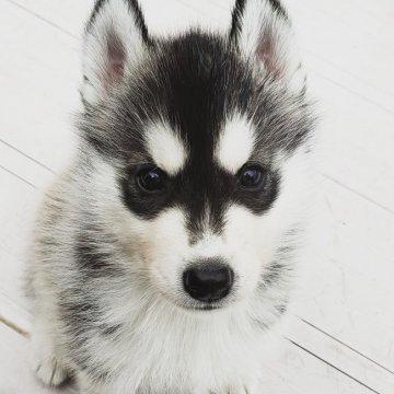 シベリアンハスキー【茨城県・男の子・2018年10月26日・ブラック&ホワイト】の写真「端正な顔立ちの綺麗な男の子」