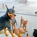 ミニチュアピンシャー【茨城県・男の子・2017年8月30日・ブラックタン】の写真4「母親です♥」