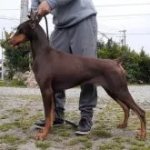 ドーベルマン【茨城県・男の子・2023年7月15日・ブラックタン】の写真4「アルゼンチンチャンピオン直子のお母さんです。」