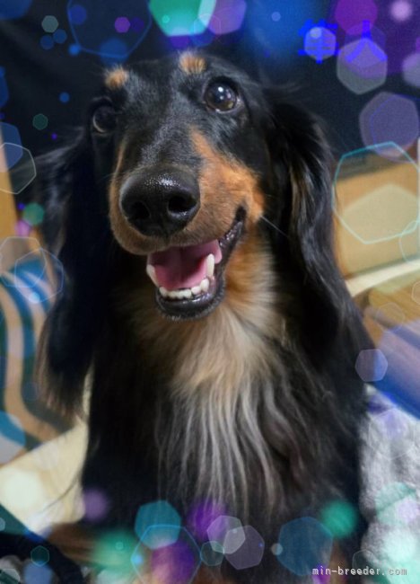 金澤安奈ブリーダーのブログ：隼人の満点笑顔🤗