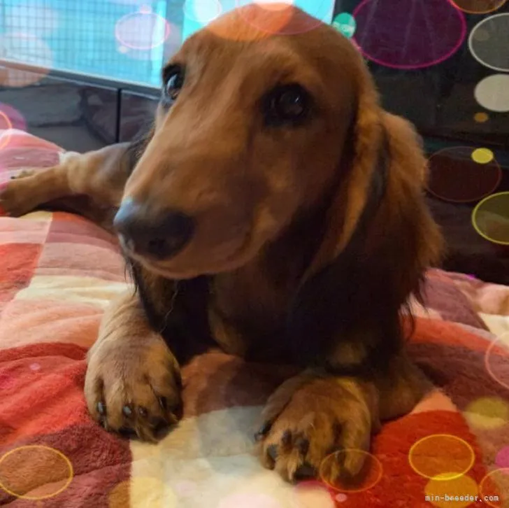 ID:2207-05071の子犬