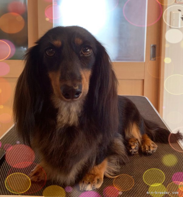 ミニチュアダックスフンド(ロング)【・女の子・2019年10月17日・BLACK&amp;TAN】「毛艶がとても良い！自慢です♡」