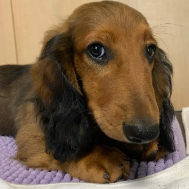 ID：2205-03618の子犬