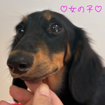 ミニチュアダックスフンド(ロング)【茨城県・女の子・2024年5月22日・ブラック&タン】の写真「パパはJKCチャンピオン⭐︎クリクリお目めの女の子」