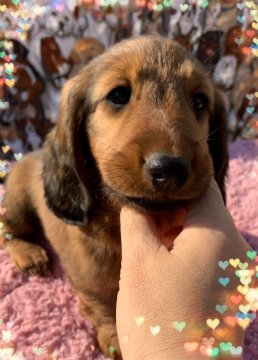 スタンダードダックスフンド(ロング)【茨城県・男の子・2020年12月14日・レッド】の写真「パパは👑ロシアチャンピオン🇷🇺ロシア血統75%☆」