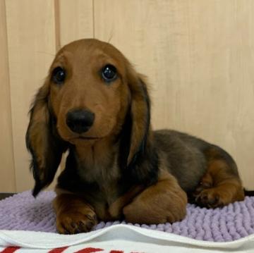 スタンダードダックスフンド(ロング)【茨城県・男の子・2022年4月5日・レッド】の写真「👑ロシアチャンピオンの血統を継ぐ子👑」