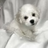 ビションフリーゼ
