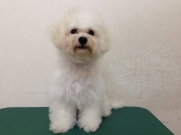 ビションフリーゼ【東京都・男の子・2015年6月16日・ホワイト】の写真「外産犬チャンピオン直子の超優良血統！小柄な子犬」