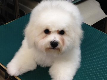 ビションフリーゼ【東京都・男の子・2016年5月20日・ホワイト】の写真「超優良血統！両親チャンピオン犬！フリル-2」