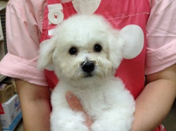 ビションフリーゼ【東京都・男の子・2015年6月10日・ホワイト】の写真「外産犬チャンピオン直子の超優良血統！フリル-4」