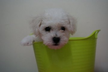 ビションフリーゼ【東京都・男の子・2015年6月10日・ホワイト】の写真「外産犬チャンピオン直子の超優良血統！フリル-2」