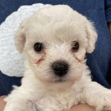 ビションフリーゼ【東京都・男の子・2022年7月21日・ホワイト】の写真「外産犬JKCチャンピオンの直子」