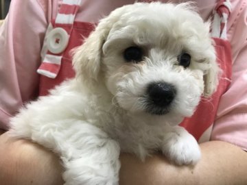 ビションフリーゼ【東京都・女の子・2017年11月14日・ホワイト 白】の写真「正真正銘両親チャンピオン犬の直子」