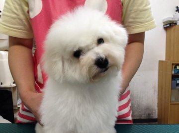 ビションフリーゼ【東京都・男の子・2015年6月16日・ホワイト】の写真「外産犬チャンピオン直子の超優良血統！きゅー-4」