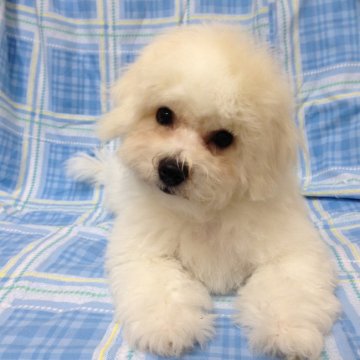 ビションフリーゼ【東京都・女の子・2016年5月20日・ホワイト】の写真「超優良血統！両親チャンピオン犬の子犬！フリル-3」