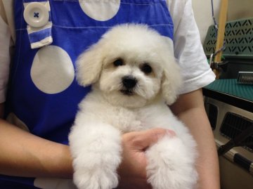 ビションフリーゼ【東京都・男の子・2015年6月16日・ホワイト】の写真「外産犬チャンピオン直子の超優良血統！きゅー-3」