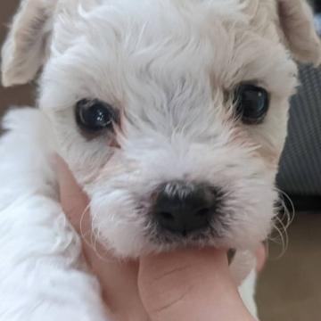 ビションフリーゼ【東京都・女の子・2022年7月21日・ホワイト】の写真「外産犬JKCチャンピオンの直子」