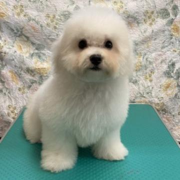 ビションフリーゼ【東京都・女の子・2022年7月21日・ホワイト】の写真「外産犬JKCチャンピオンの直子で優良血統の子犬」