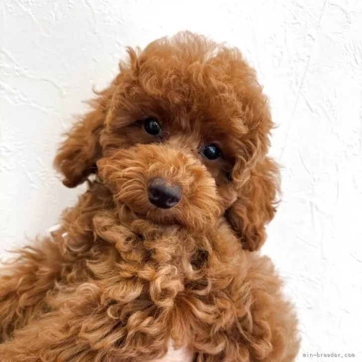 ID：2507-01007の子犬