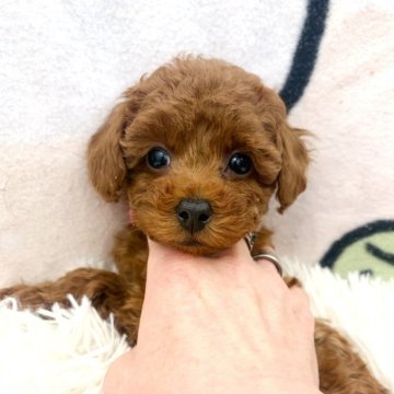 トイプードル(ティーカップ)【東京都・女の子・2025年10月18日・レッドフォーン】の写真「とっても小ぶりで可愛い女の子」