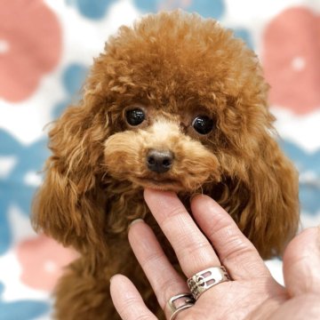 トイプードル(ティーカップ)【東京都・男の子・2024年6月9日・レッドフォーン】の写真「生後9カ月1kマイクロサイズです^_^」