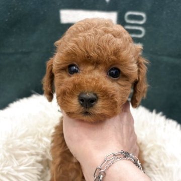 トイプードル(タイニー)【東京都・男の子・2025年10月18日・レッドフォーン】の写真「可愛らしい男の子」