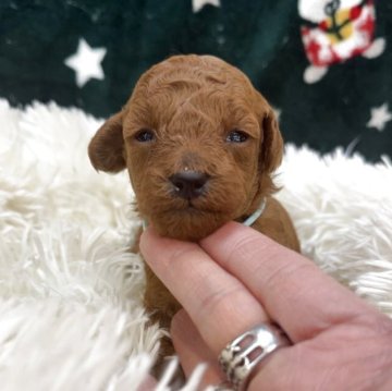 タイニープードル【東京都・男の子・2025年10月18日・レッドフォーン】の写真「可愛らしい男の子」