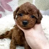 タイニープードル