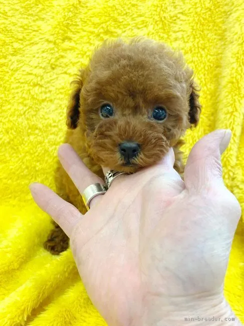 ID:2001-02334の子犬