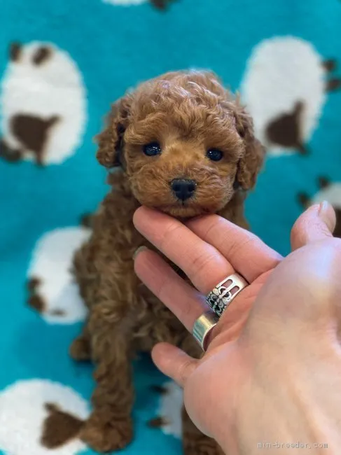 ID：2101-01925の子犬