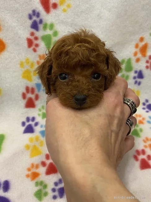 ID：2006-01363の子犬