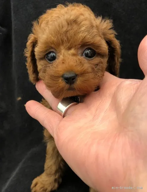 ID:1806-01948の子犬