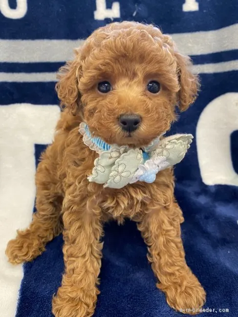 ID:1910-02919の子犬