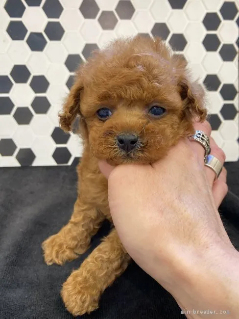 ID:2001-00470の子犬