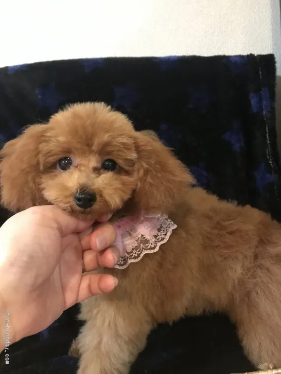ID:1911-00283の子犬