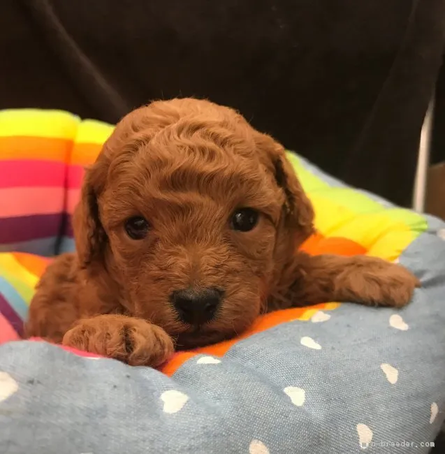 ID：1701-01549の子犬