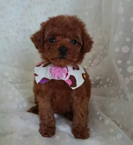 ID：1406-00311の子犬