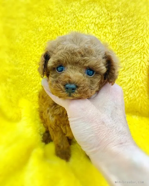 ID:2001-00991の子犬