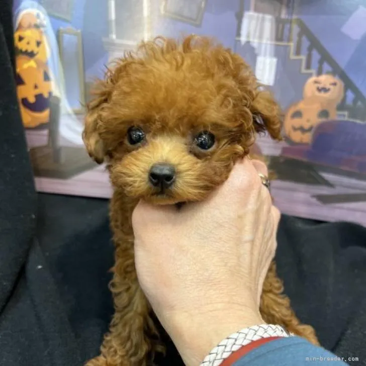 ID：2209-03194の子犬