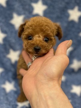 トイプードル(タイニー)【東京都・男の子・2021年2月1日・レッド】の写真「愛くるしい癒し系アイドルの男の子」