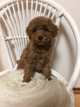 トイプードル(タイニー)【東京都・男の子・2017年1月29日・レッド】の写真「とっても可愛い毛量豊富な子熊さんですよー」