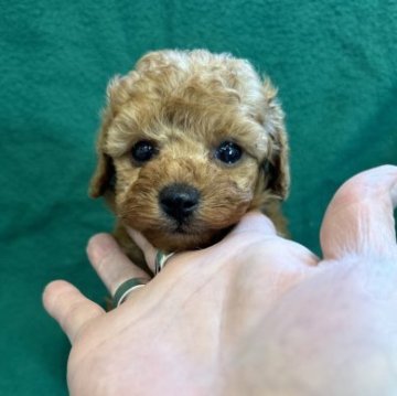 トイプードル(タイニー)【東京都・男の子・2023年8月8日・オレンジフォーン】の写真「穏やかな性格の
アプリ王子です！」