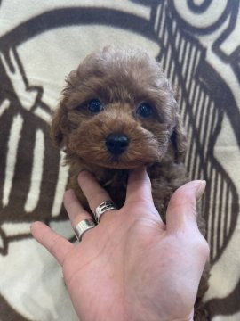 トイプードル(タイニー)【東京都・男の子・2021年7月13日・レッド】の写真「とってもおとなしい癒し系なんです」