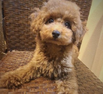 トイプードル(タイニー)【東京都・男の子・2018年5月7日・レッド】の写真「幸せを与えてくれるエネルギッシュボーイ‼️」