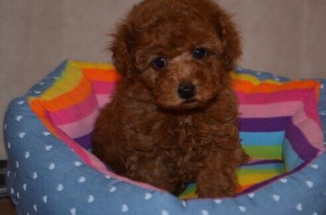 トイプードル(タイニー)【東京都・男の子・2017年1月23日・レッド】の写真「お目目クリクリ可愛い僕ちゃん」